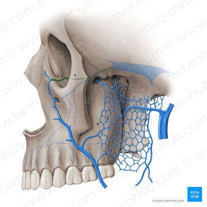 Inferior ophthalmic vein (Vena ophthalmica inferior); Image: Paul Kim