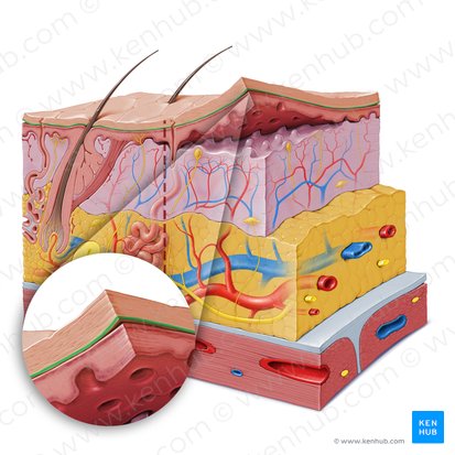 Stratum lucidum epidermis (Glanzschicht der Epidermis); Bild: Paul Kim