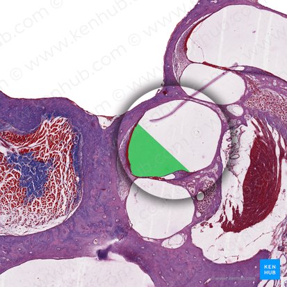 Conducto coclear (Ductus cochlearis); Imagen: 