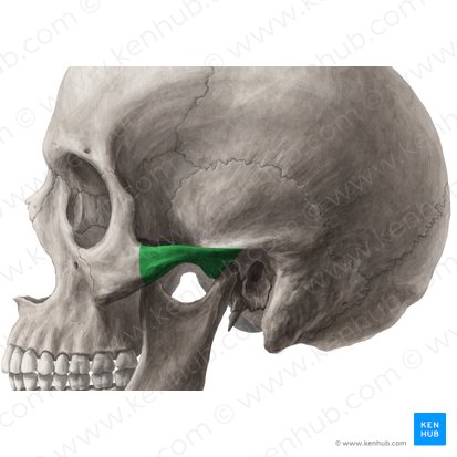 Arco zigomático (Arcus zygomaticus); Imagem: Yousun Koh