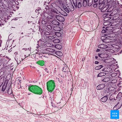 Vaso linfático (Vas lymphaticum); Imagen: 