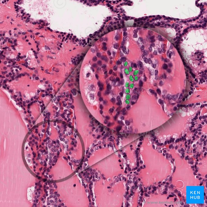 Célula parafolicular (Cellula parafollicularis); Imagen: 