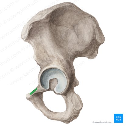 Linha pectínea do osso púbico (Pecten ossis pubis); Imagem: Liene Znotina
