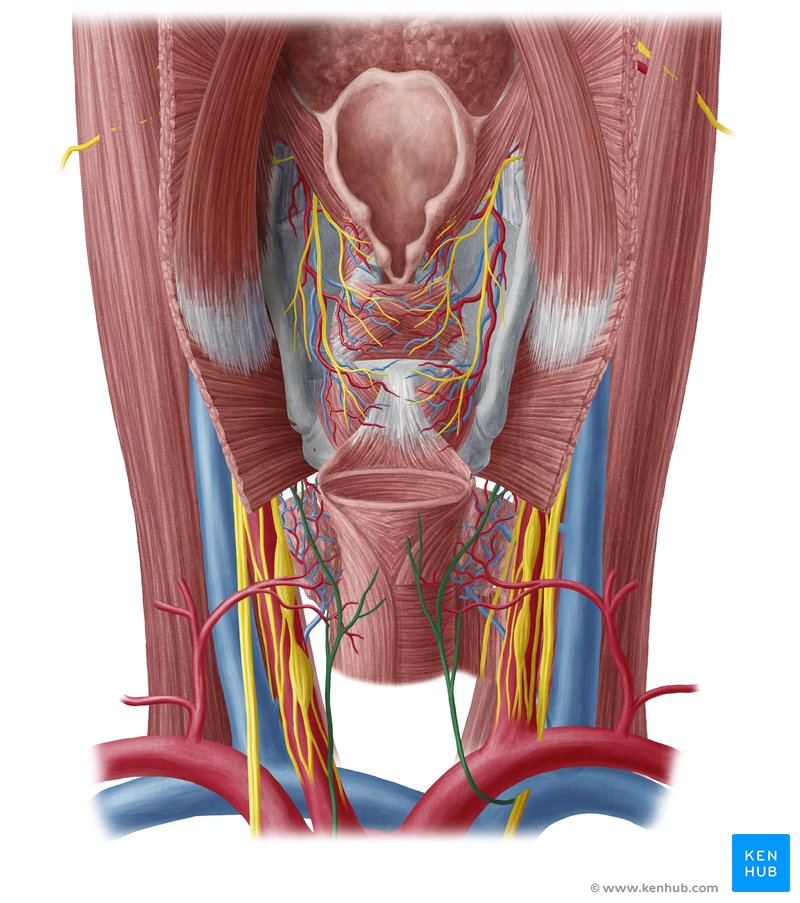 Left and Right Recurrent Laryngeal Nerves