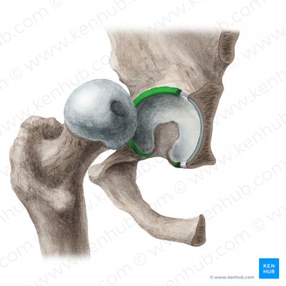 Labrum acetabuli (Hüftpfannenlippe); Bild: Liene Znotina