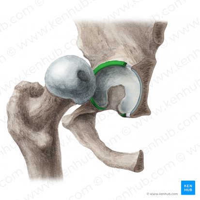 Acetabular labrum (Labrum acetabuli); Image: Liene Znotina