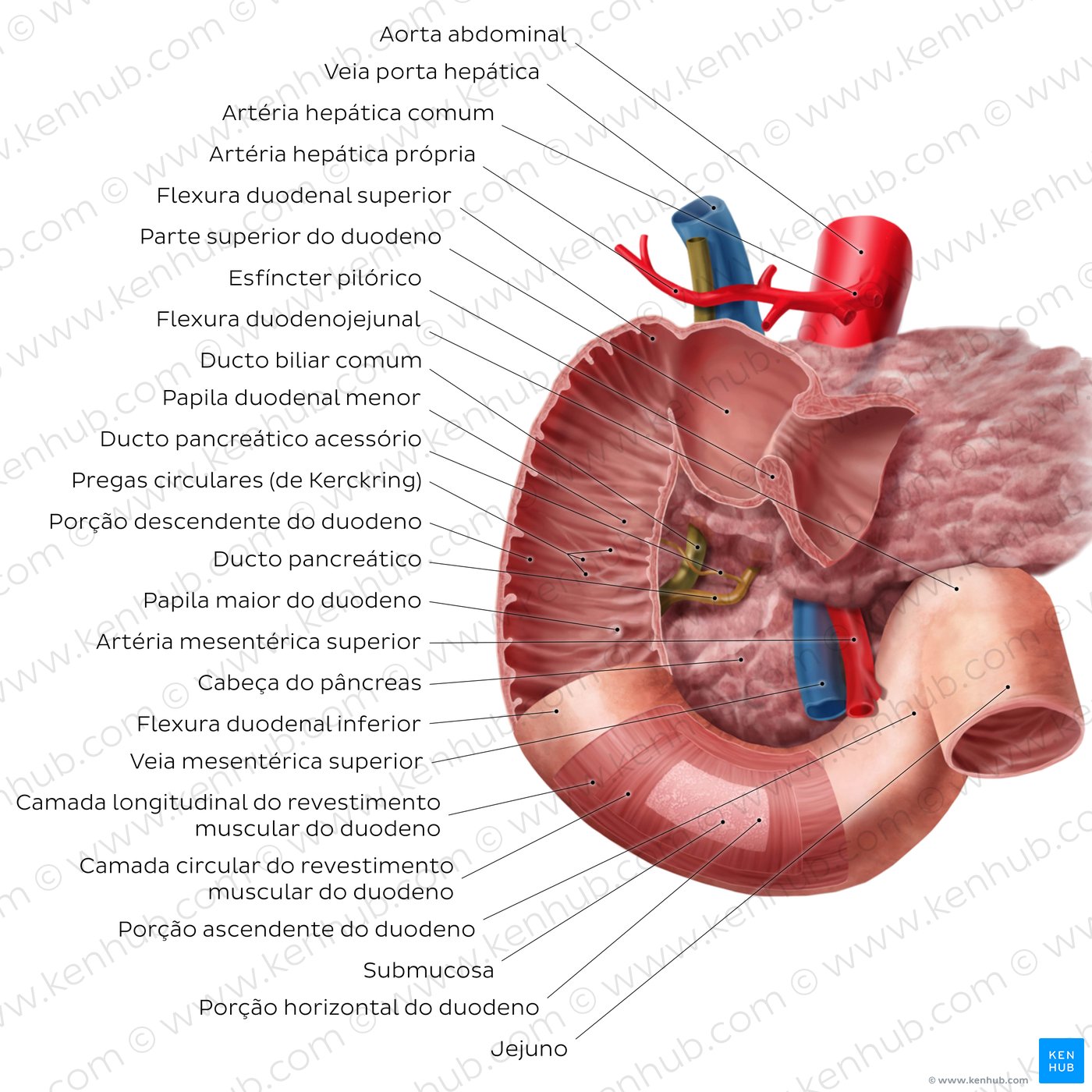 Estrutura do duodeno - um diagrama