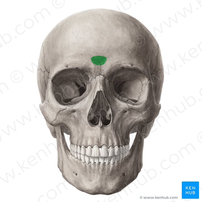 Glabela do osso frontal (Glabella ossis frontalis); Imagem: Yousun Koh