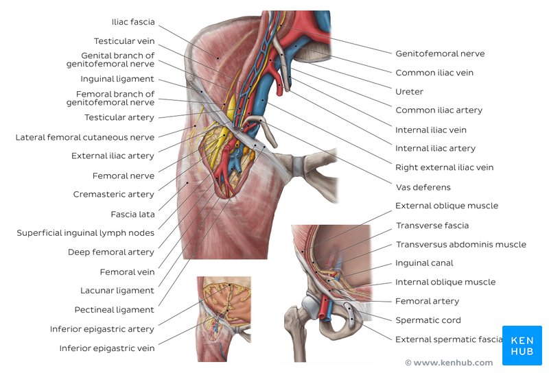 Inguinal canal: Anterior view