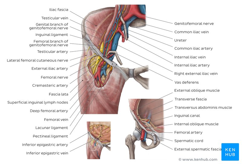 External abdominal Oblique muscle