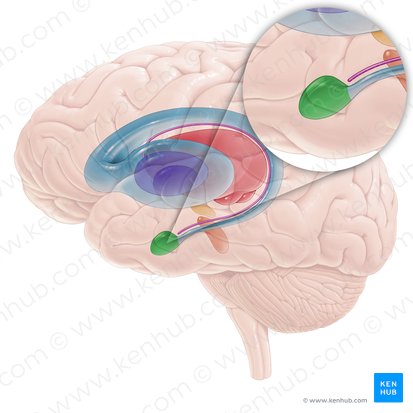 Corpo amigdaloide (Corpus amygdaloideum); Imagem: Paul Kim