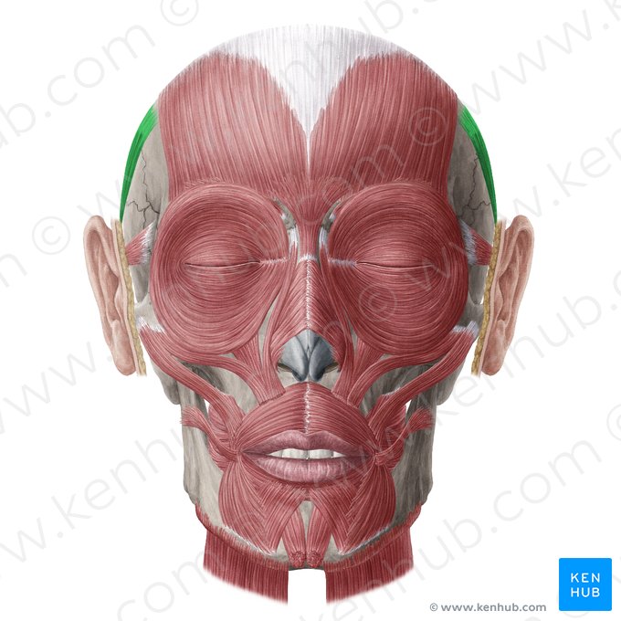 Musculus auricularis superior (Oberer Ohrmuskel); Bild: Yousun Koh