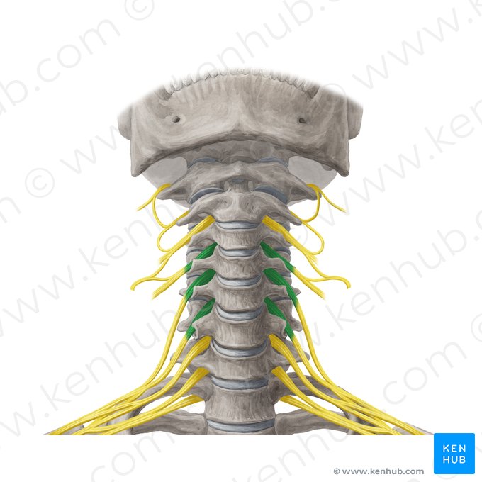 Anterior rami of spinal nerves C4-C6 (Rami anteriores nervorum spinalium C4-C6); Image: Yousun Koh