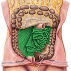 Mesentery