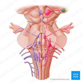 Metathalamus Anatomie, Verschaltung & Funktion Kenhub