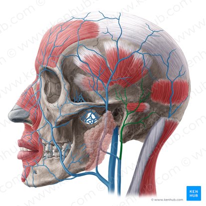 Veine auriculaire postérieure (Vena auricularis posterior); Image : Yousun Koh