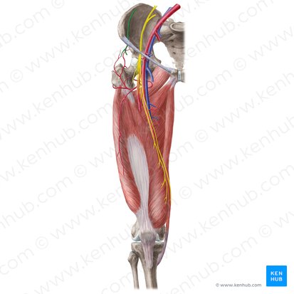 Lateral femoral cutaneous nerve (Nervus cutaneus lateralis femoris); Image: Liene Znotina