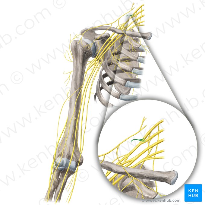 Subclavian nerve (Nervus subclavius); Image: Yousun Koh
