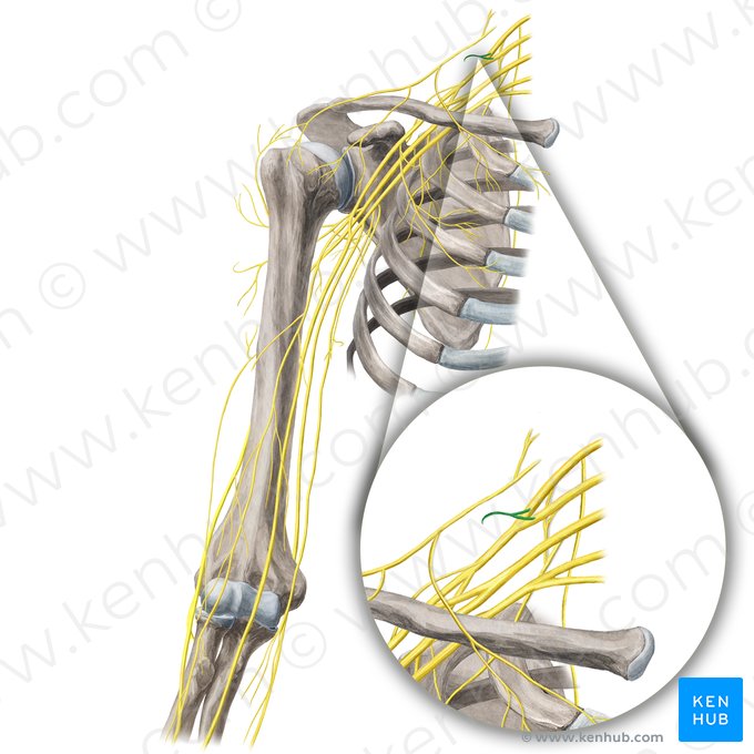 Nervo subclávio (Nervus subclavius); Imagem: Yousun Koh