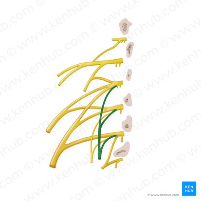 Obturator nerve (Nervus obturatorius); Image: Begoña Rodriguez