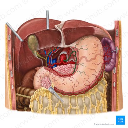 Left gastric artery (Arteria gastrica sinistra); Image: Irina Münstermann