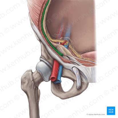 Músculo transverso del abdomen (Musculus transversus abdominis); Imagen: Hannah Ely