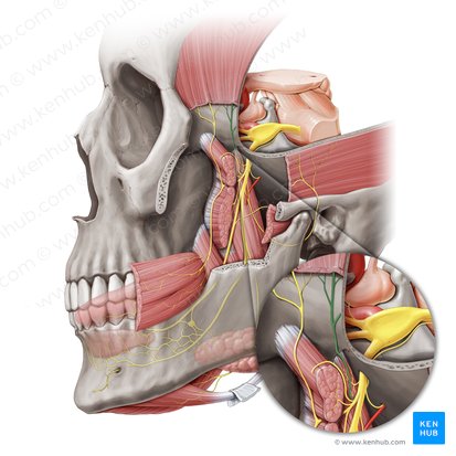 Nervio temporal profundo posterior (Nervus temporalis profundus posterior); Imagen: Paul Kim