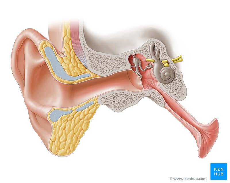 Ear - ventral view