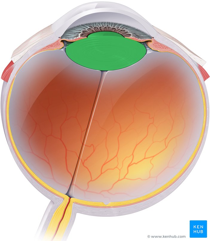 Радужка глаза под микроскопом. Ядерная катаракта биомикроскопия. Биомикроскопия роговицы. Вид из микроскопа. Хрусталик в микроскопе.