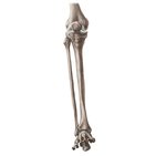 Fibula