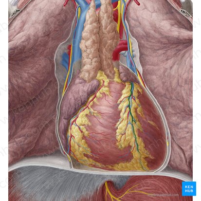 Artéria interventricular anterior (Arteria interventricularis anterior); Imagem: Yousun Koh