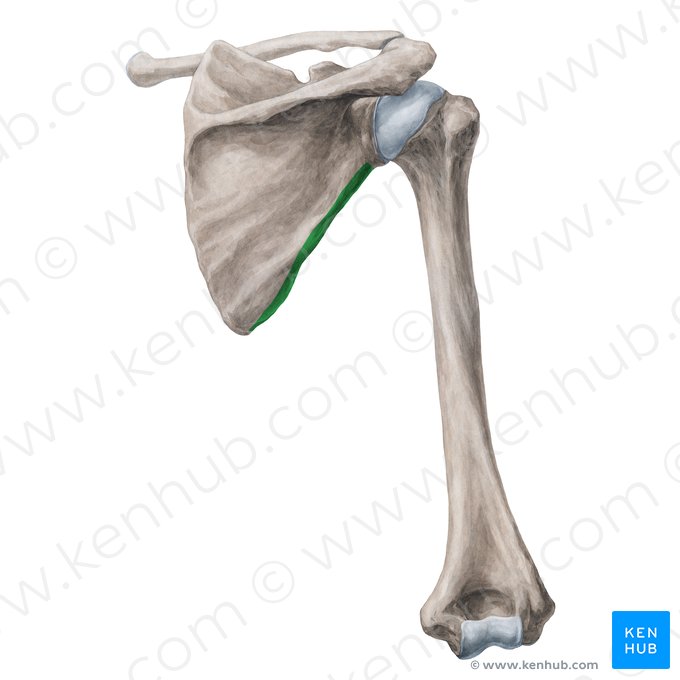 Margo lateralis scapulae (Außenrand des Schulterblatts); Bild: Yousun Koh