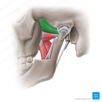 Superior head of lateral pterygoid muscle (Caput superius musculi pterygoidei lateralis); Image: Paul Kim