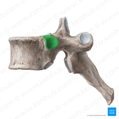Fosita costal superior de las vértebras (Fovea costalis superior vertebrae); Imagen: Liene Znotina
