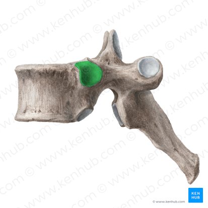 Superior costal facet of vertebra (Fovea costalis superior vertebrae); Image: Liene Znotina