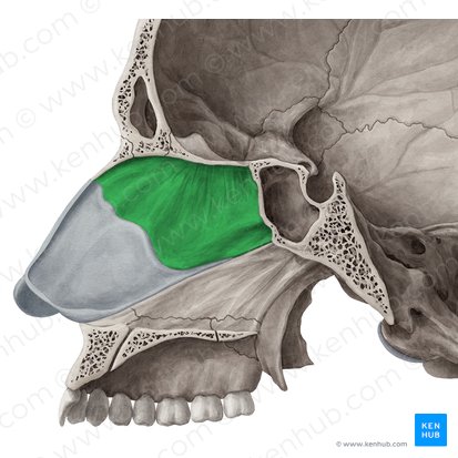 Lámina perpendicular del hueso etmoides (Lamina perpendicularis ossis ethmoidalis); Imagen: Yousun Koh