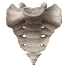 Sacrum and coccyx