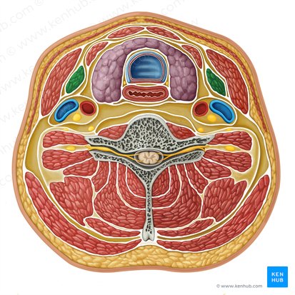 Omohyoid muscle (Musculus omohyoideus); Image: Irina Münstermann