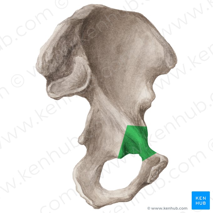 Branche supérieure du pubis (Ramus superior ossis pubis); Image : Liene Znotina