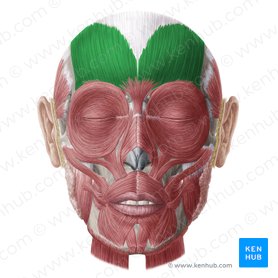 Frontalis muscle (Musculus frontalis); Image: Yousun Koh