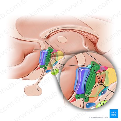 Área hipotalámica anterior (Area hypothalamica anterior); Imagen: Paul Kim