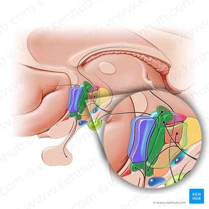 Área hipotalâmica anterior (Area hypothalamica anterior); Imagem: Paul Kim