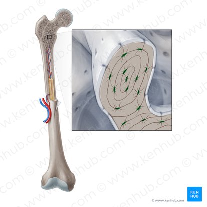 Ostéocyte (Osteocytus); Image : Paul Kim