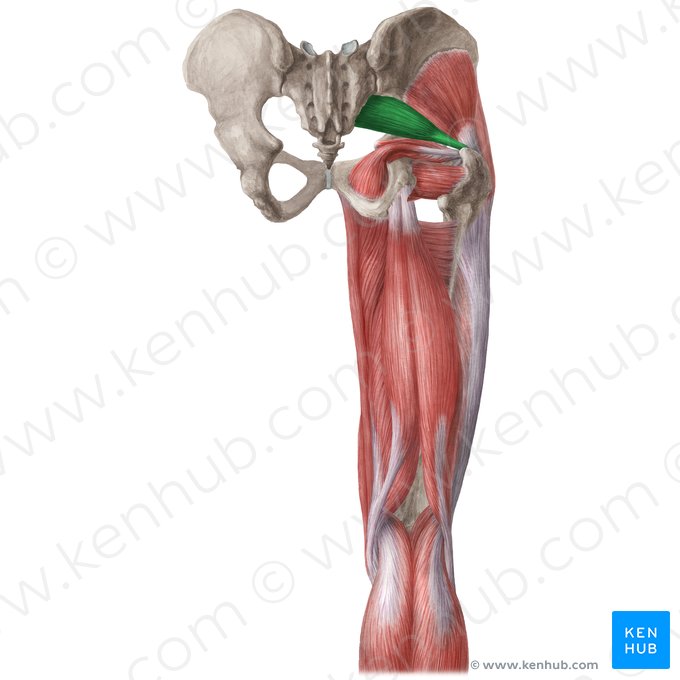 Piriformis muscle (Musculus piriformis); Image: Liene Znotina