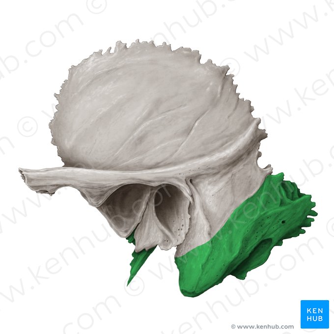 Petrous part of temporal bone (Pars petrosa ossis temporalis); Image: Samantha Zimmerman