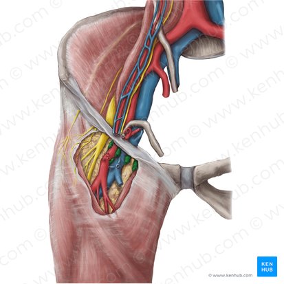 Superficial inguinal lymph nodes (Nodi lymphoidei inguinales superficiales); Image: Hannah Ely