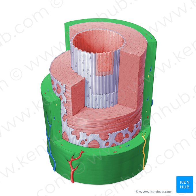 Túnica adventicia de la arteria (Tunica externa arteriae); Imagen: Paul Kim