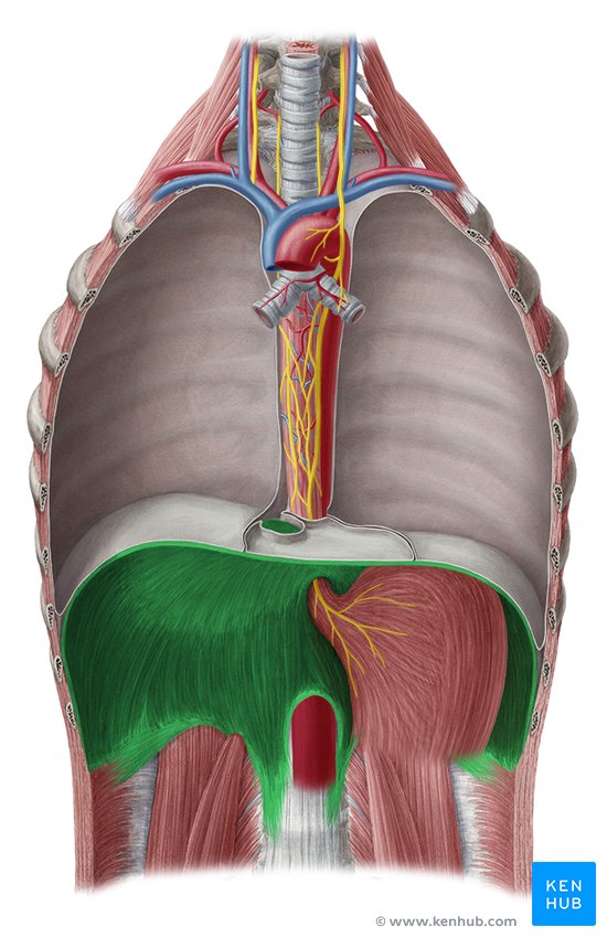 Diaphragm - ventral view