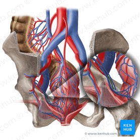 Obturator artery (Arteria obturatoria); Image: Begoña Rodriguez
