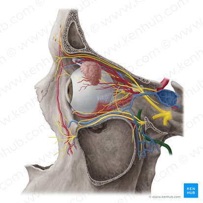 Arteria maxillaris (Oberkieferarterie); Bild: Yousun Koh